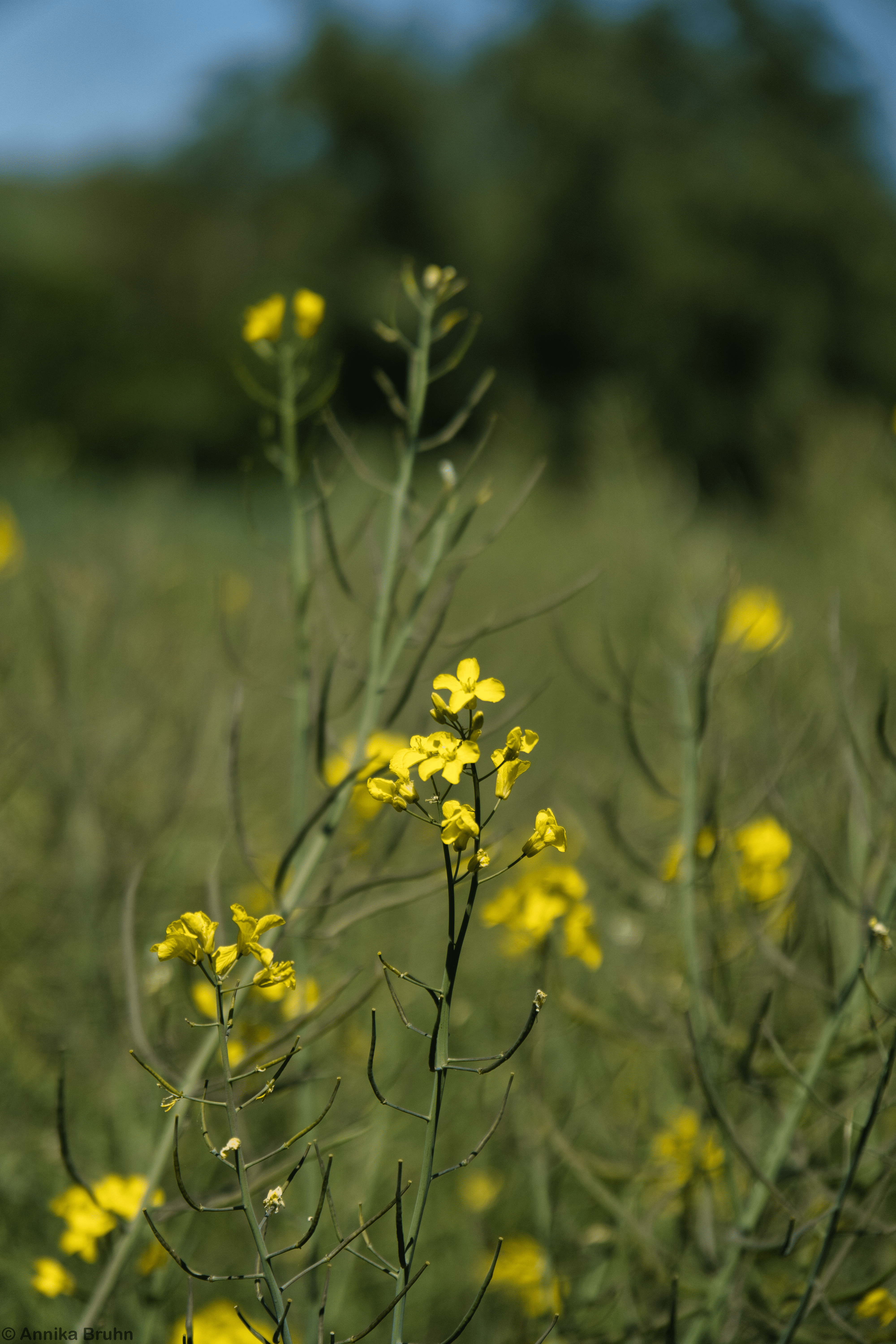 Letzte Rapsblüte erwischt
